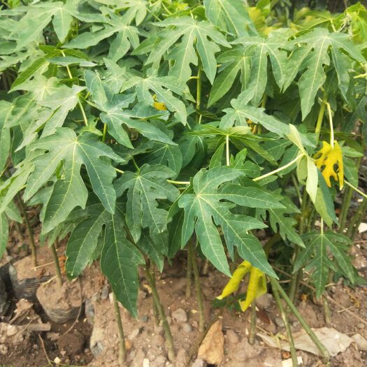 灵山县番木瓜苗