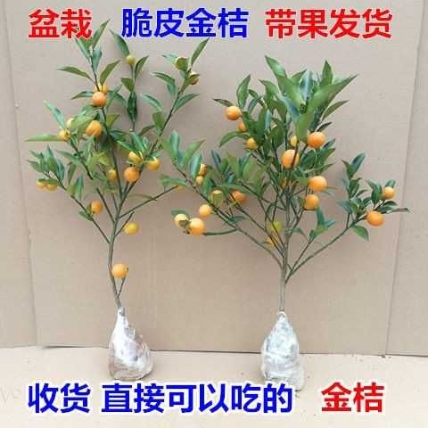 灵山县脆皮金桔苗 带果 金桔盆栽树苗 四季果树食用小金桔子苗金橘室内植物 金桔