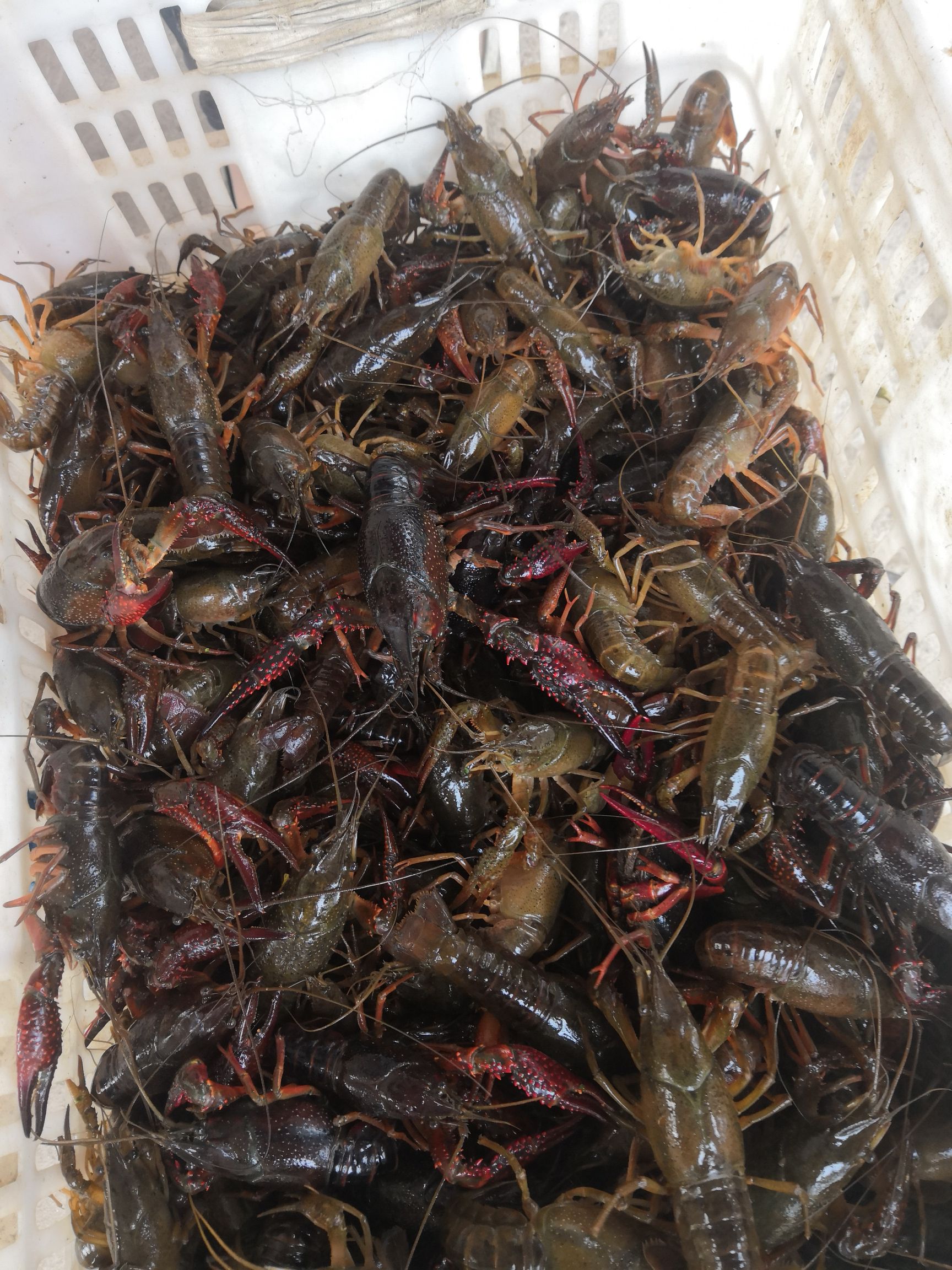  微山湖小龙虾苗成活率高肉质细腻