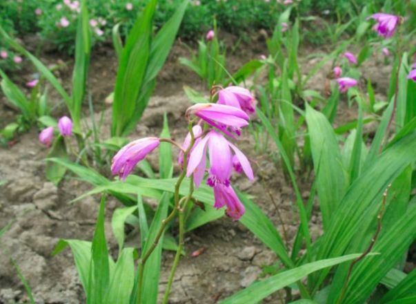 兴义市紫花白芨苗