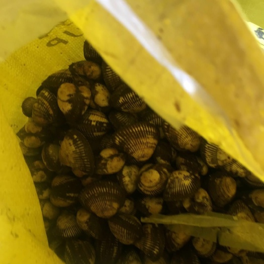 连云港白贝 毛嘎啦99米20斤包邮 可以用清水煮完，把肉剥下来放冰箱冷冻