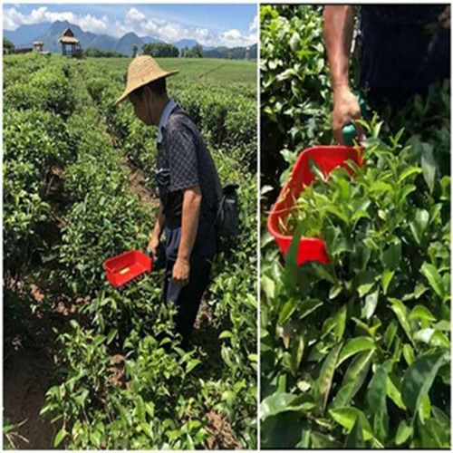 采茶机 单人电动