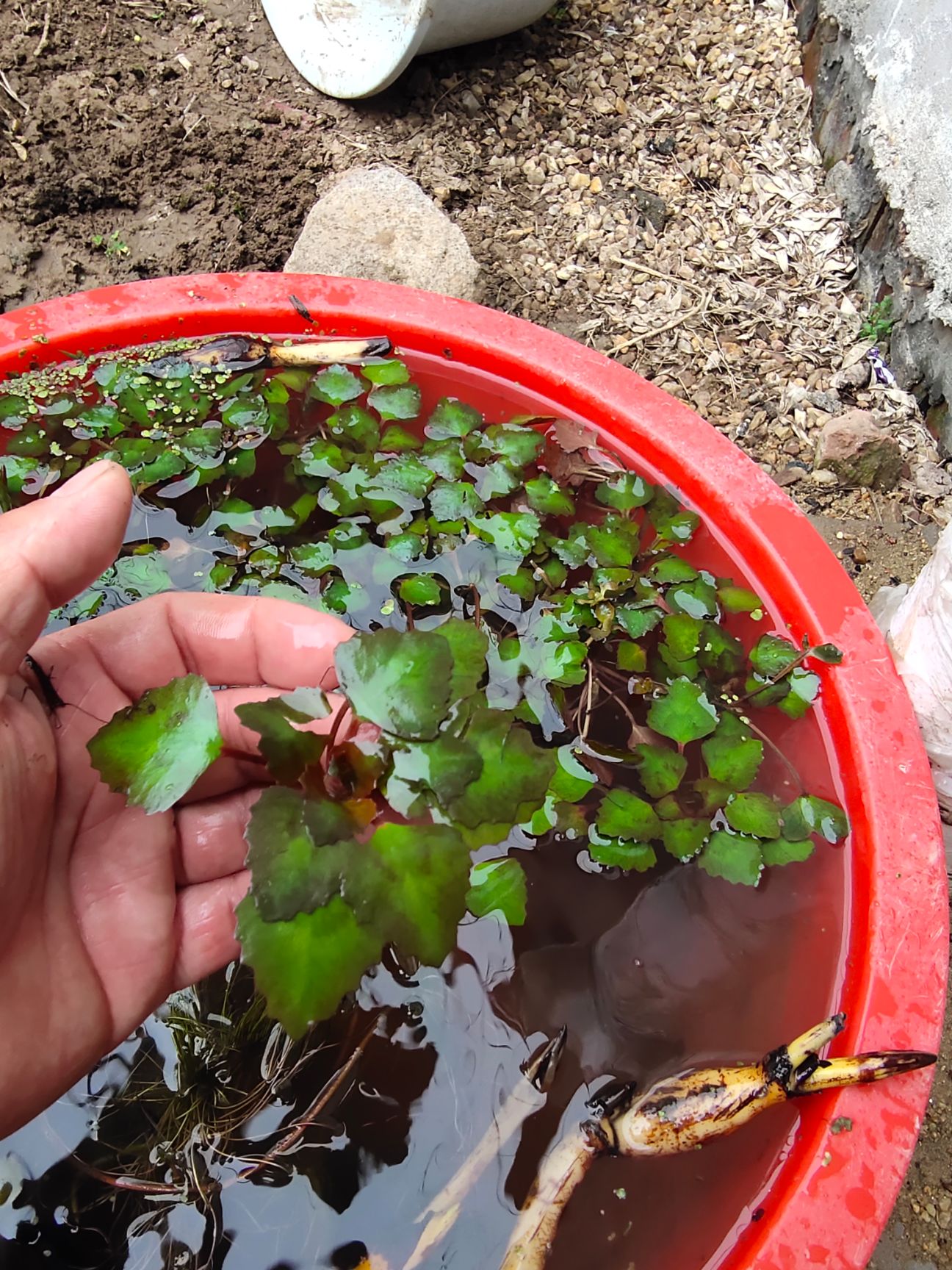  热销红菱角苗红菱角种苗大菱角苗子黑菱角，青菱角