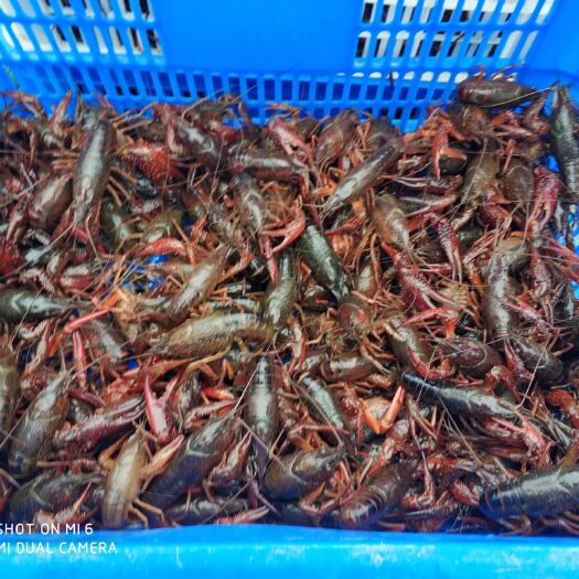 洪湖市清水小龙虾 6-8钱 人工养殖