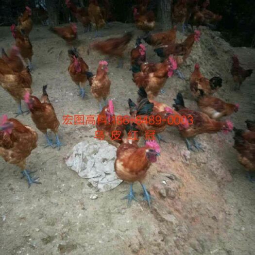 长沙乌皮红冠土鸡