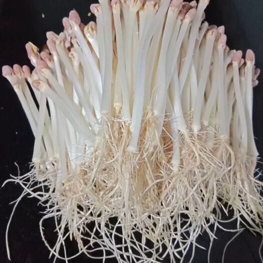 南京豌豆苗 人工种植 5-10cm 
