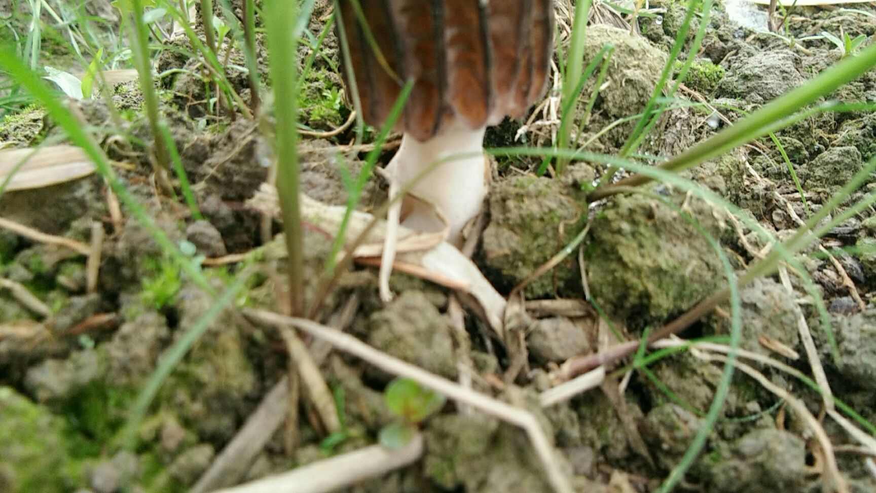 干羊肚菌 散装 1年以上
