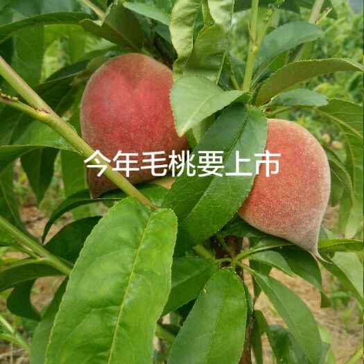 会理市 2019年毛桃甜度高