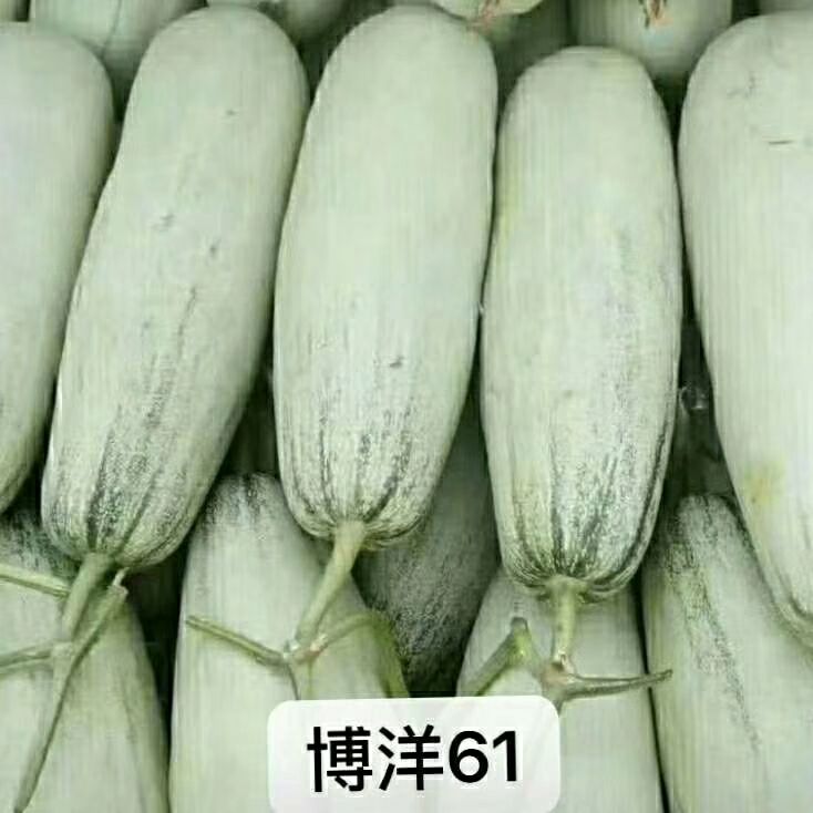 博洋61甜瓜 博洋61蜜瓜