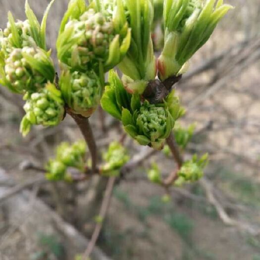 桐柏县珍珠花菜