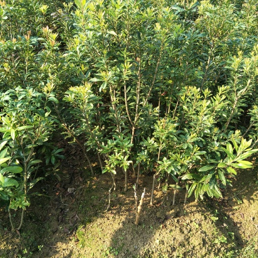 灵山县 杨梅树苗 水晶杨梅树苗