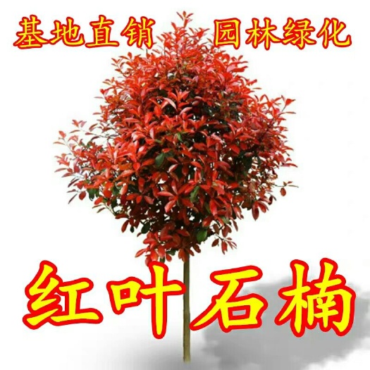 沭阳县 红叶石楠树苗小苗围墙绿篱植物高杆四季常青庭院绿化新品热卖柱球