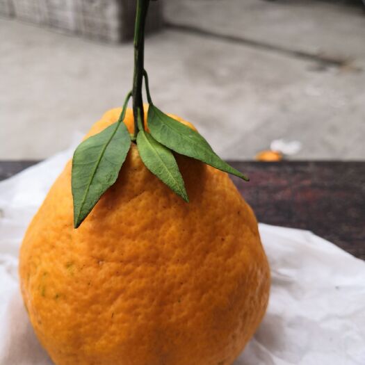 眉山不知火 青见，木知火