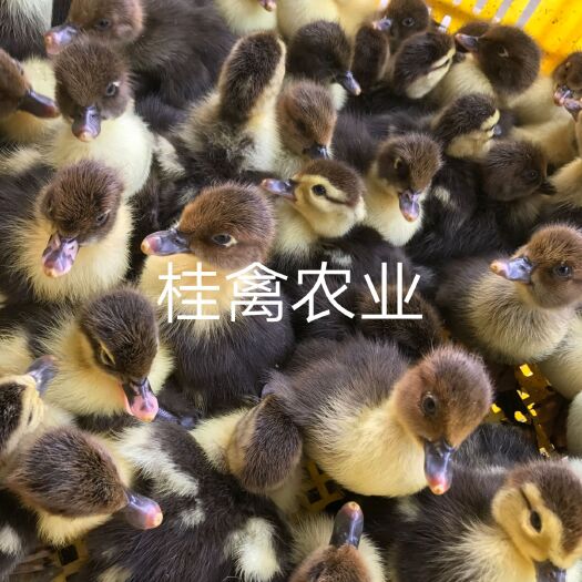 南宁黑番鸭苗