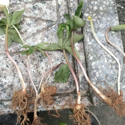 杭州重楼苗 七叶一枝花 2年苗