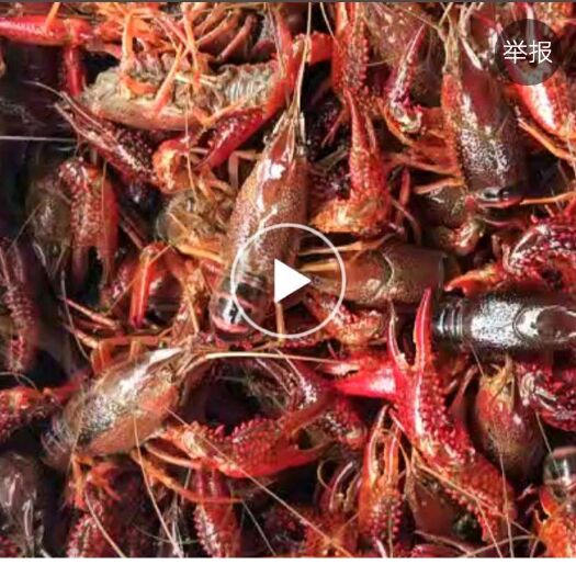 潜江市潜江小龙虾 4-6钱 人工养殖