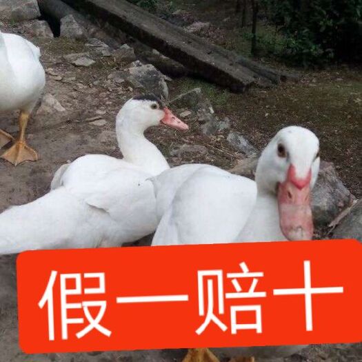 南宁番鸭苗 大种西洋鸭   番鸭  火鸭