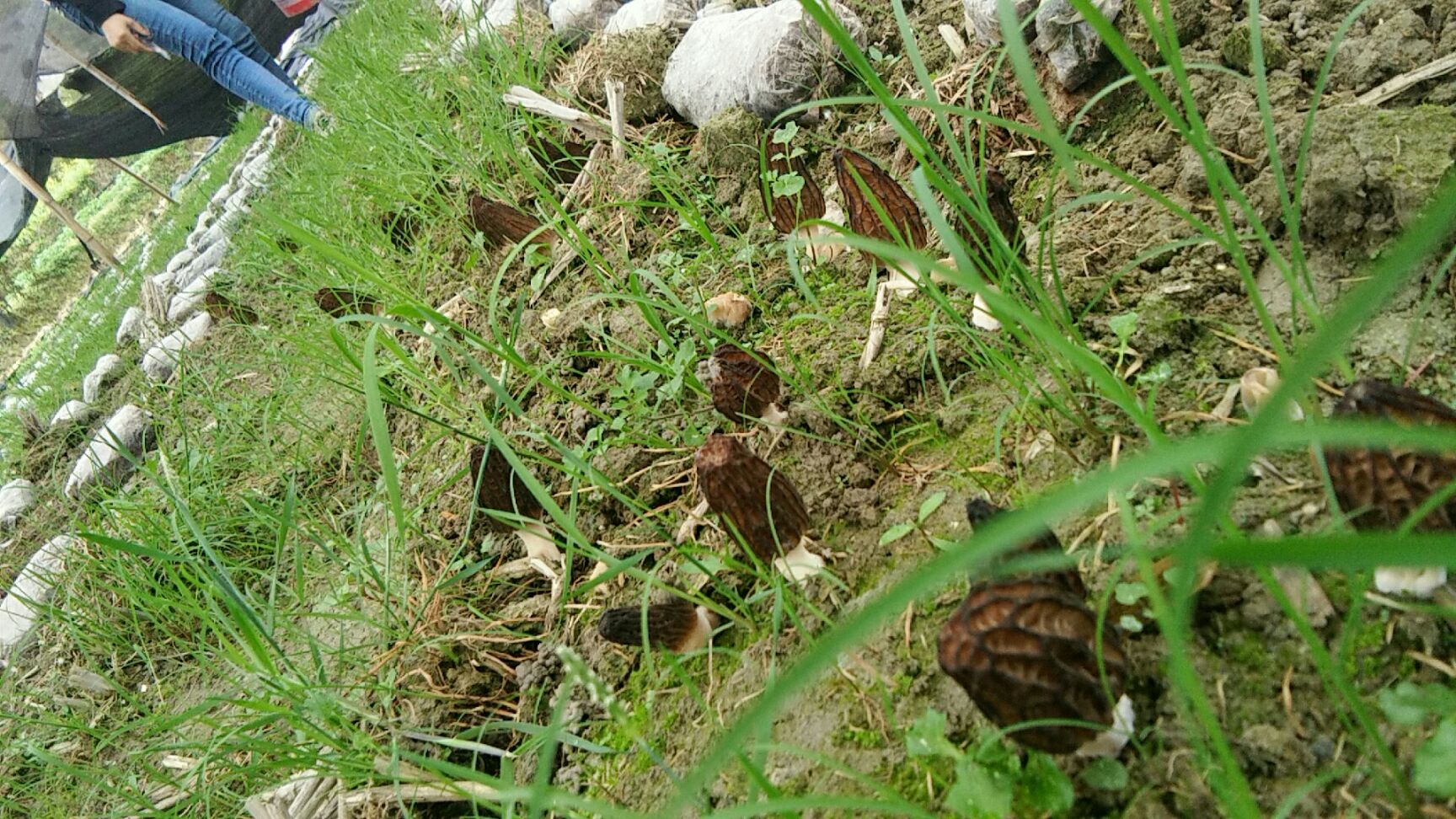 干羊肚菌 散装 1年以上