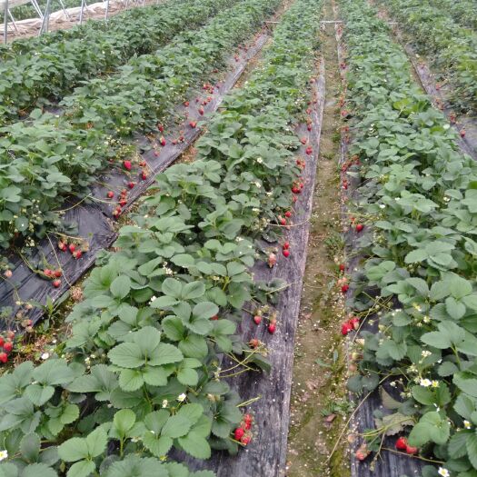 砀山县红颜草莓苗 10~20公分 地栽苗