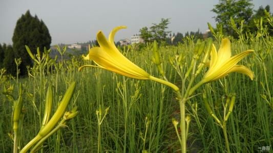 渠县七蕊黄花菜 特级 散装