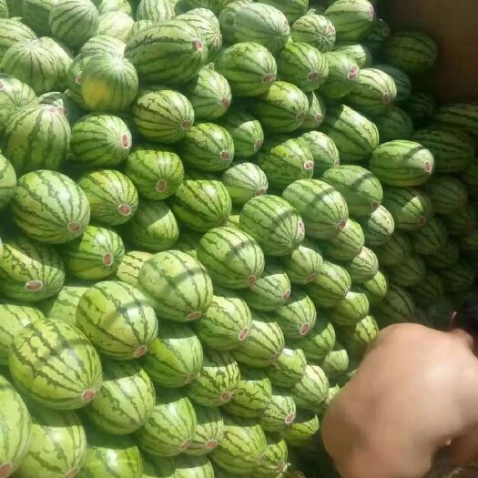 定边县西瓜