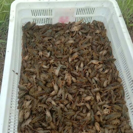 南县龙虾苗 大量供应小龙虾范