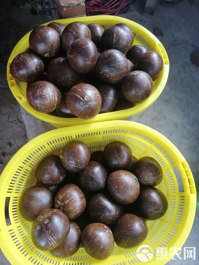 椰子  椰皇，厂家批发价，一年四季供货。