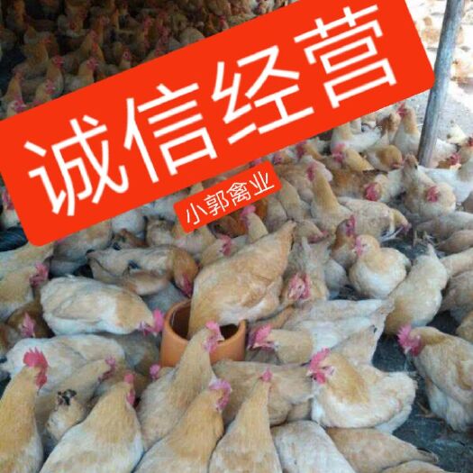 南宁三黄鸡苗 大三黄  中三黄   小三黄