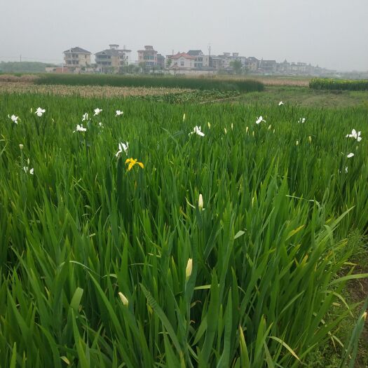 杭州水生花卉