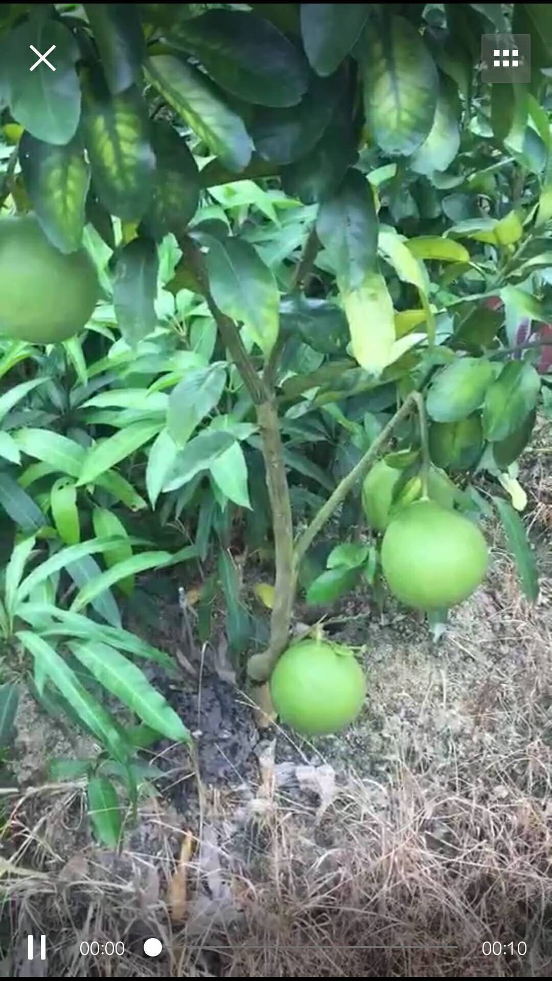 三红蜜柚苗 嫁接苗当年种当年挂果果大皮薄、瓤肉无籽，色泽鲜艳