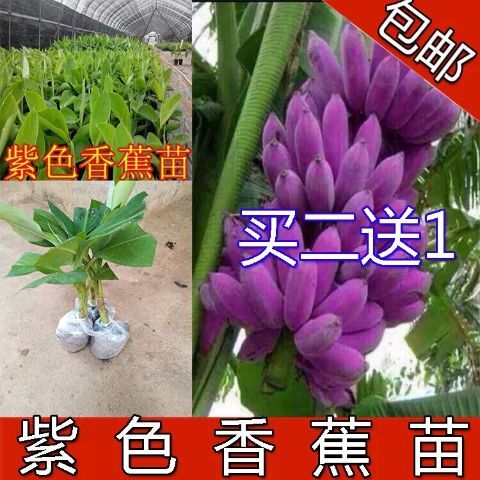 灵山县 紫色香蕉苗 马来西亚红香蕉苗庭院别墅矮化香蕉树 四季可种植