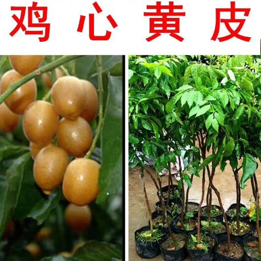 灵山县鸡心黄皮苗 有喜欢吃黄皮的吗。