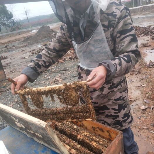 永修县蜂王浆 塑料瓶装 1年 