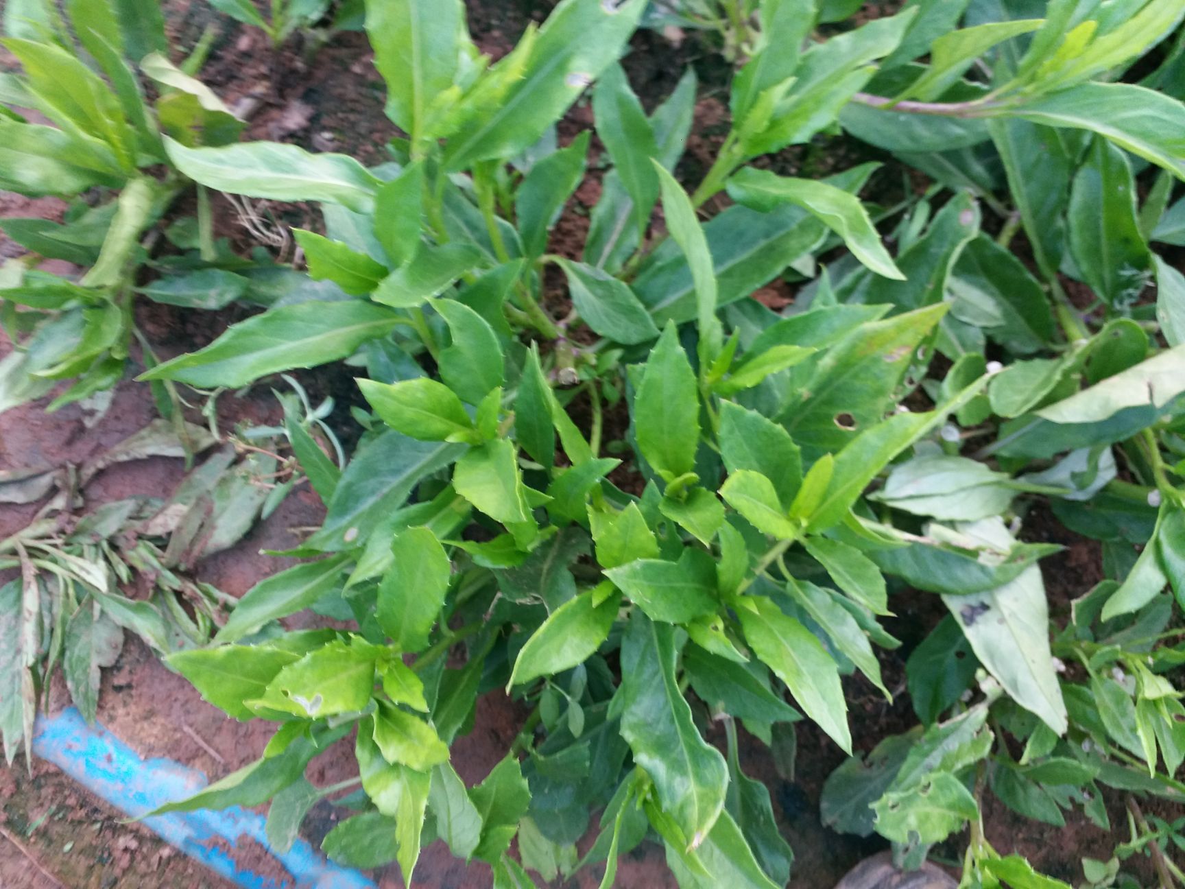 麻叶菜 5.00 元/斤