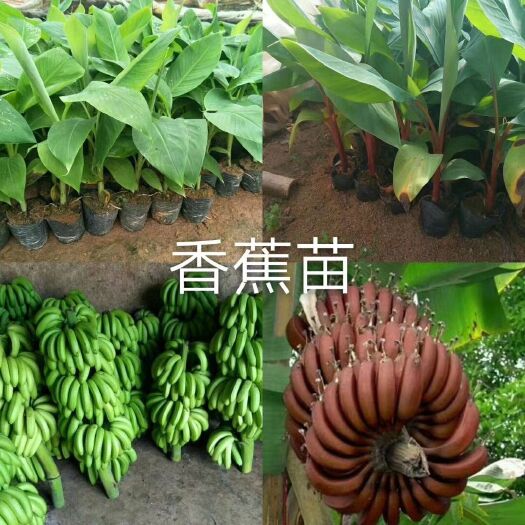 香蕉苗 当年挂果色果肉乳白偏黄色、口感软糯香