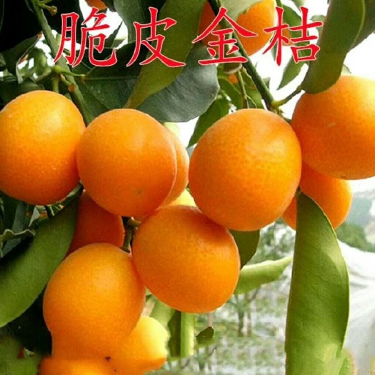 灵山县脆皮金桔苗  带果脆皮金桔树苗年桔带土带叶营养杯嫁接苗质量保证 正品包邮