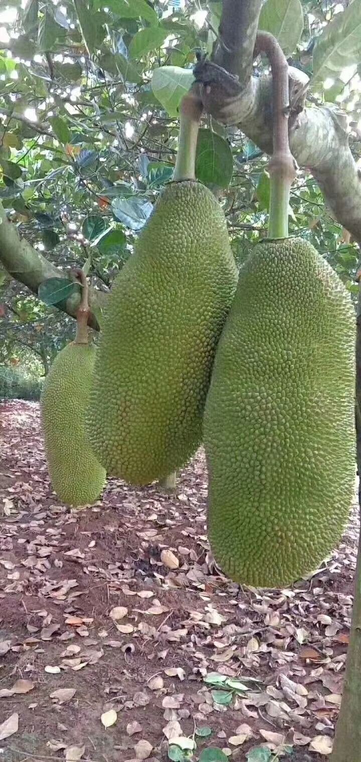 泰国菠萝蜜 一件代发，皮薄肉厚