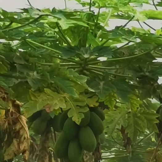 龙州县 木瓜红心木瓜，海南广西龙州红心木瓜供应，长期有货，甜度高