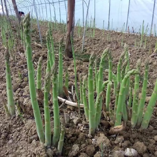曹县芦笋苗
