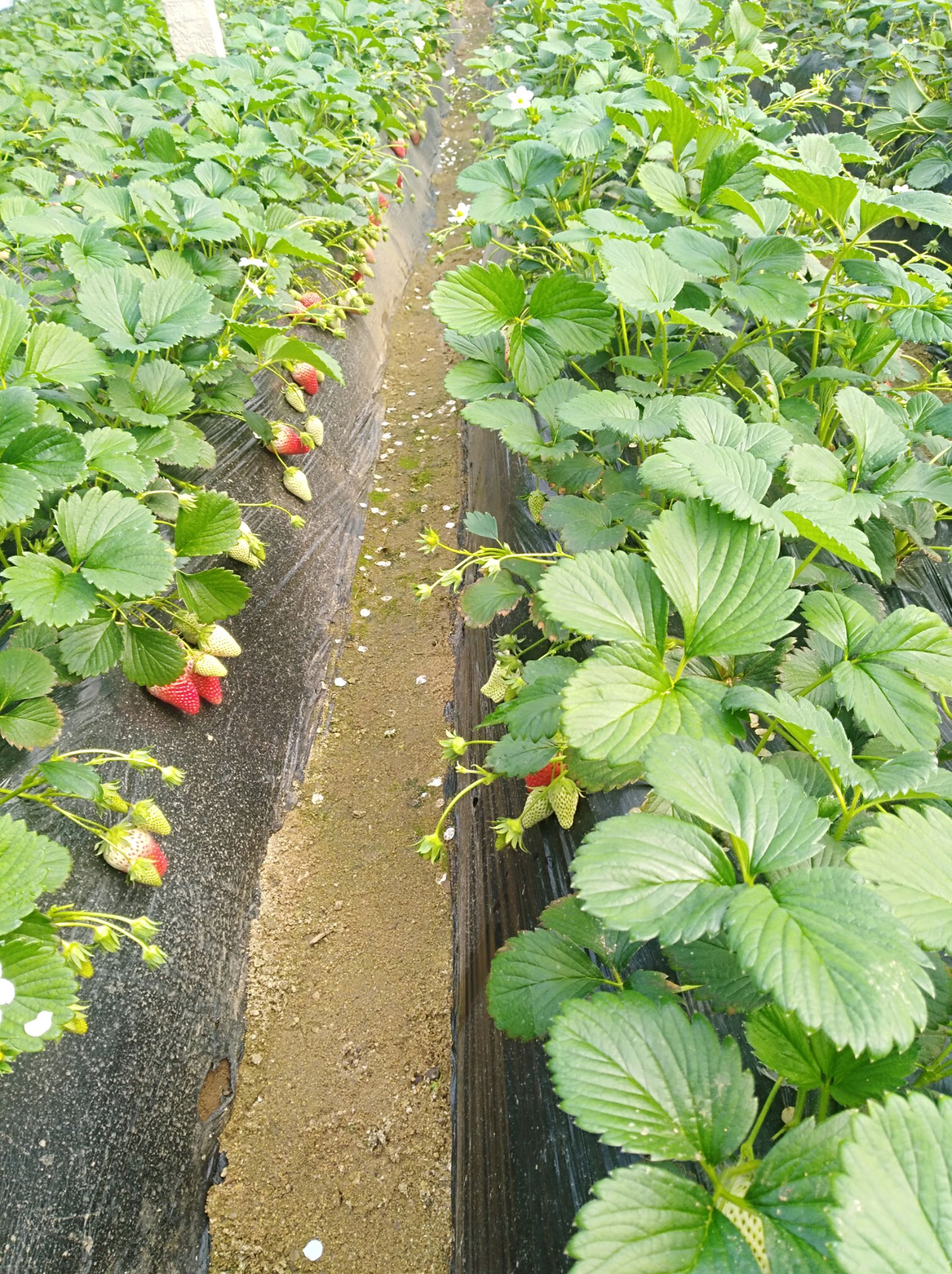 甜寶草莓 20克以上