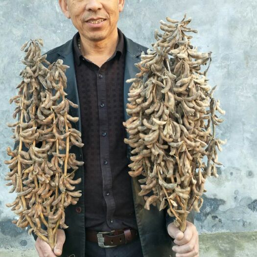 黄豆种子  优质大豆种子
