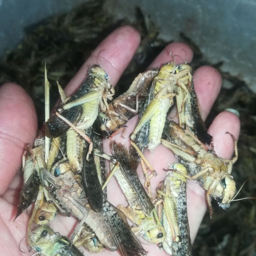 柳州东亚飞蝗