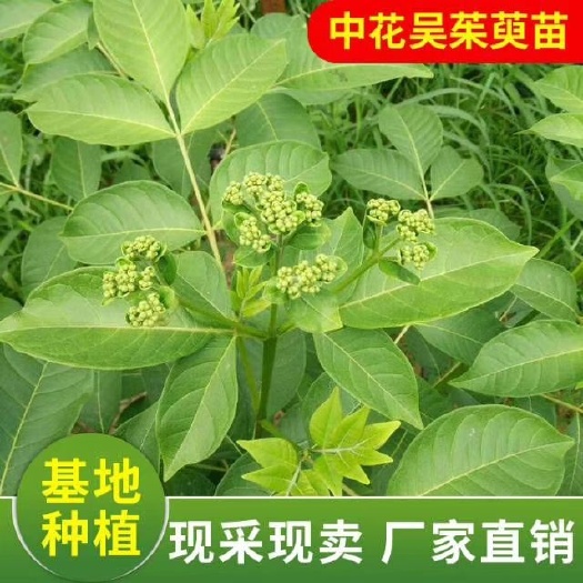 兰溪市 江西中花吴茱萸苗