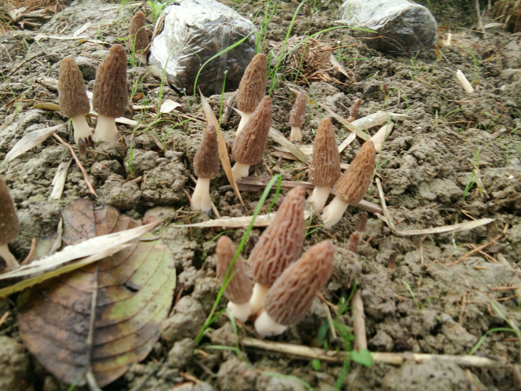 干羊肚菌 散装 1年以上