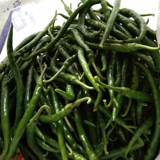 博白县L3线椒 15~20cm 甜辣 靑色