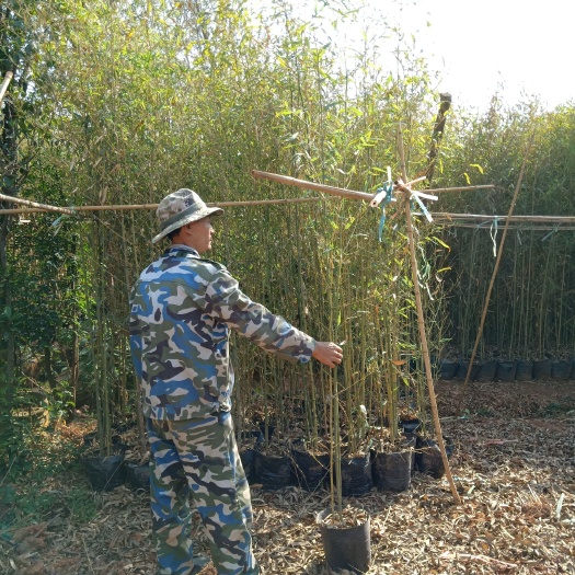 宜良县云南金竹批发