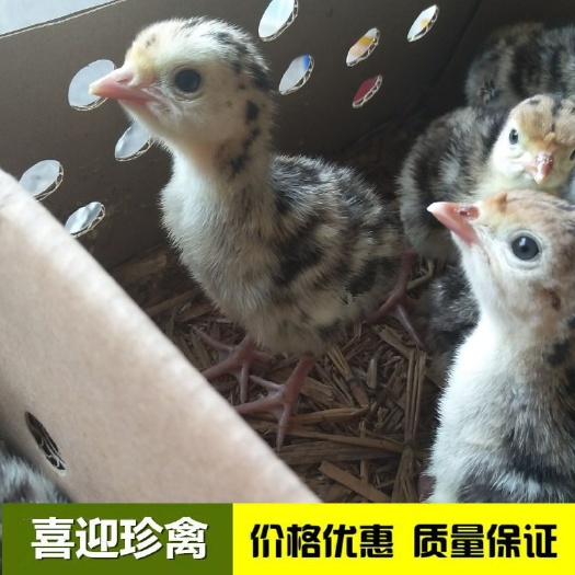  火鸡苗，青铜火鸡苗，火鸡种苗