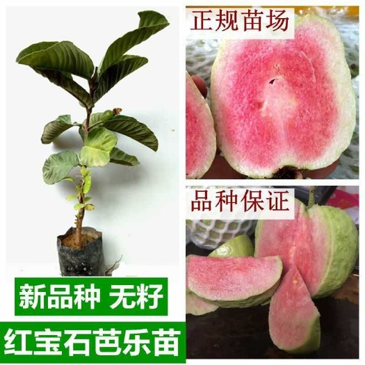 灵山县 红宝石番石榴苗