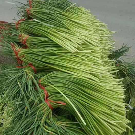 金乡县白帽蒜薹蒜薹红帽蒜薹精品深加工电商平台一手食堂稍青条长帽红