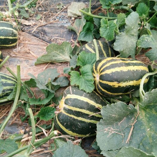 潍坊冰糖子甜瓜 0.5斤以上